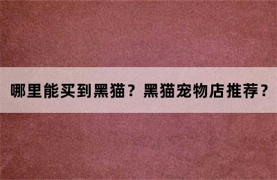 哪里能买到黑猫？黑猫宠物店推荐？