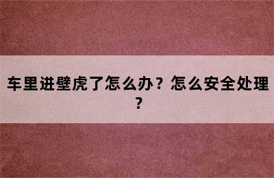 车里进壁虎了怎么办？怎么安全处理？